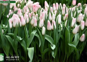 Tulipa Holland Chic ® (1)